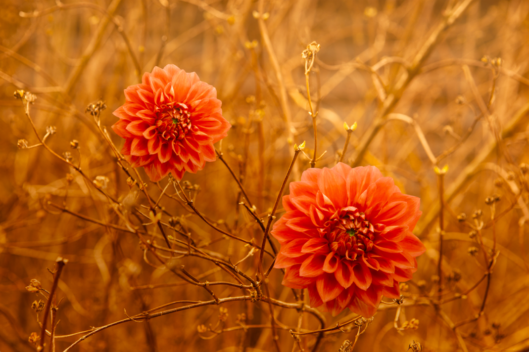 Mothering in Times of Sorrow